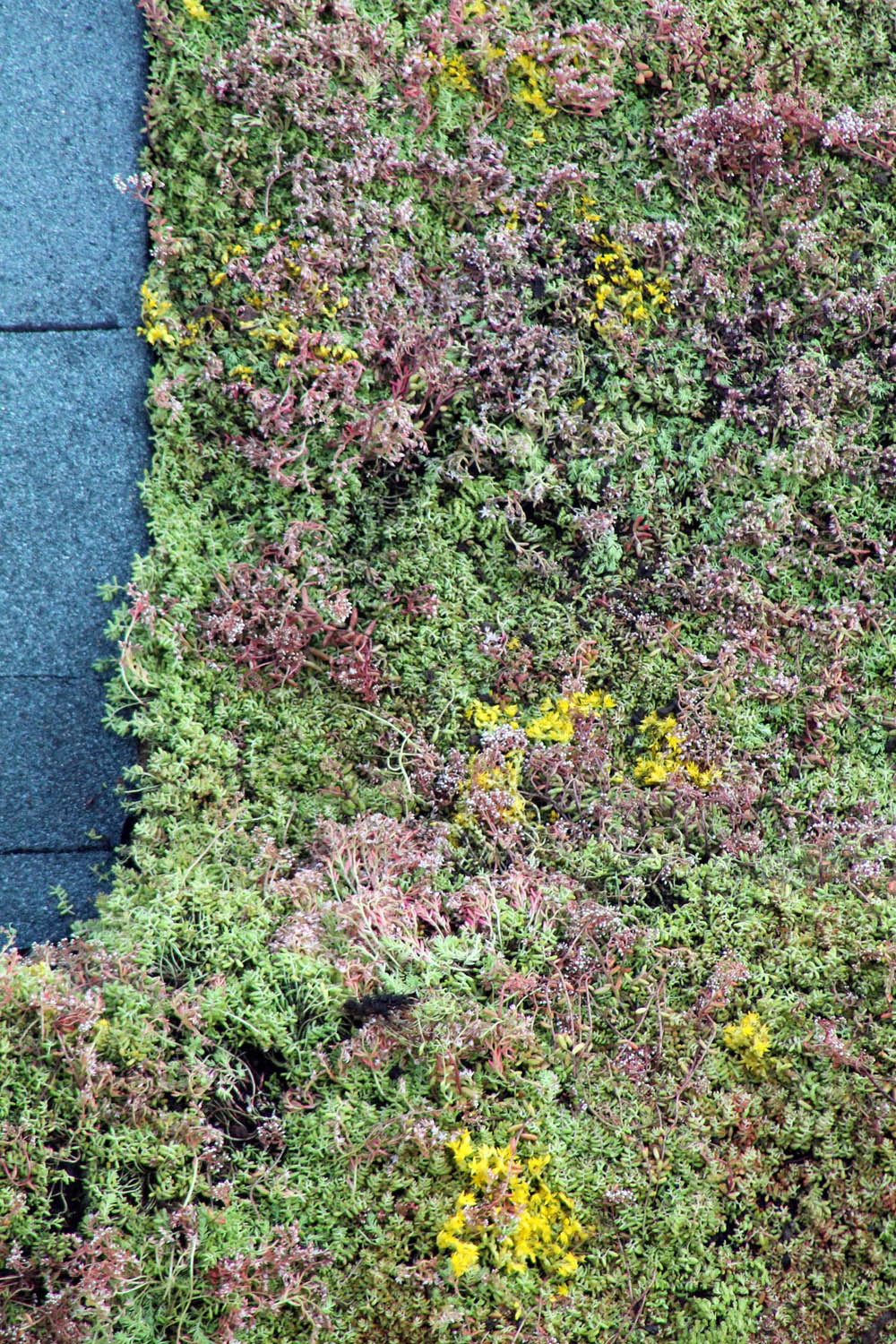 Zelená střecha Urbanscape, detail