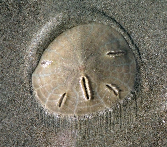 Obr. 1: Mořský ježek Mellita longifissa (Sand dollar)