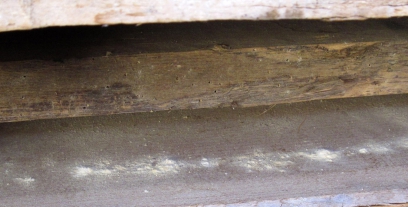 Obr. 2: Poškození dřeva hmyzem: A – červotoč, B – aktivní výskyt larev červotoče (viz bílý prach dole), C – oválný výletový otvor tesaříka, D – vnitřní část trámu (po rozřezání), kde jsou viditelné požerky od tesaříka krovového typicky vyplněné drtí
