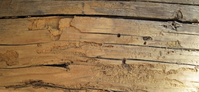 Obr. 2: Poškození dřeva hmyzem: A – červotoč, B – aktivní výskyt larev červotoče (viz bílý prach dole), C – oválný výletový otvor tesaříka, D – vnitřní část trámu (po rozřezání), kde jsou viditelné požerky od tesaříka krovového typicky vyplněné drtí