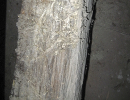 Obr. 3: Výskyt hub na dřevě: A – podhoubí dřevomorky domácí s typickými rhizomorfami, B – plodnice trámovky na jehličnatém dřevě