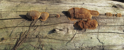 Obr. 3: Výskyt hub na dřevě: A – podhoubí dřevomorky domácí s typickými rhizomorfami, B – plodnice trámovky na jehličnatém dřevě