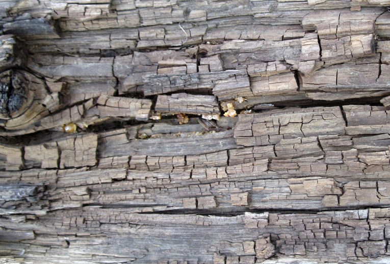 Obr 4: A takhle to končí – stadium výrazného poškození dřeva hnědou hnilobou, typické zbarvení, kostkovitost, rozpad struktury dřeva, takřka žádná pevnost