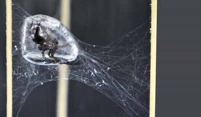 Obr. 1: Vodní pavouk vodouch stříbřitý (Argyroneta aquatica)