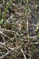 Přeslička různobarvá (Equisetum variegatum) kriticky ohrožená rostlina vyžadující plně osluněná stanoviště s dostatkem vláhy. Přirozenými biotopy jsou pro ni např. slatinné louky, prameniště a vlhké písky. Dnes je známá pouze ze 14 lokalit, ve většině případů jde právě o bývalé těžební prostory. Foto M. Krátký