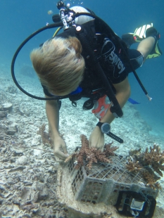 Organizace z Malajsie za restaurování korálových útesů 