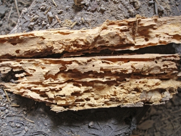 Obr. 7: Destrukce dřeva larvami tesaříka krovového