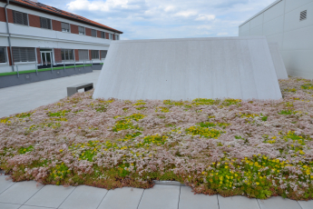 Veřejná zelená střecha extenzivní, 1. místo: Zelená střecha jako spojovací prvek – přístavba administrativní a výrobní budovy v Černé Hoře, foto archiv odborné sekce Zelené střechy při SZÚZ