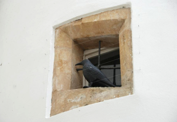 Natřenou věž radnice v Litovli hlídají před holuby atrapy havranů, foto www.litovel.eu