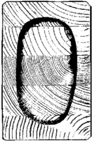 Obr. 6: Drevený lepený nosník – pôvodný prierez. V strede je zostatkový prierez po 30 min teste na požiarnu odolnosť. Za zuhoľnatenou zónou je neporušené drevo.