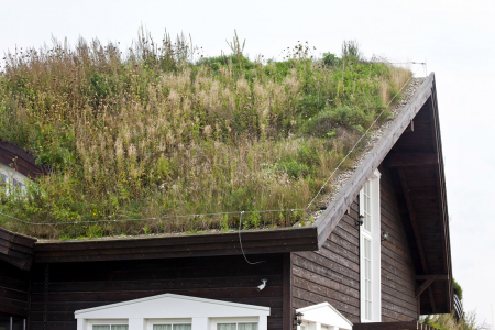 Zelená střecha pro dřevostavby