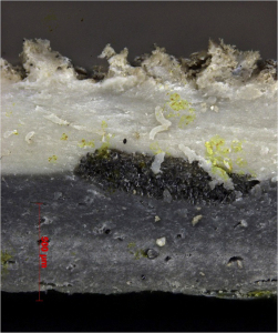 Obr. 4: Mikrofotografie řezu zdegradované fólie z mPVC
