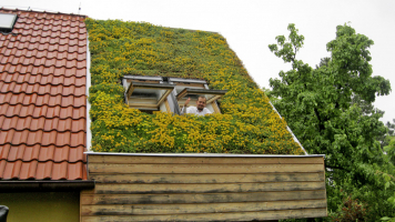 Vegetační střecha po třech letech od realizace, foto ACRE