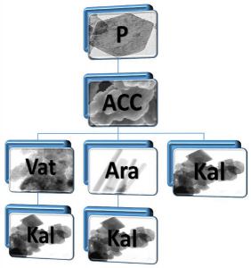 Obr. 1: Schéma karbonatace nanovápna s vyobrazením morfologií vzniklých částic (P = portlandit (Ca(OH)2), ACC = amorfní uhličitan vápenatý, Vat = vaterit, Ara = aragonit, Kal = kalcit)