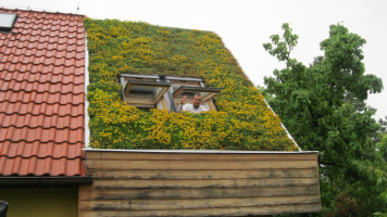 Vegetační střecha po třech letech od realizace (zdroj: ACRE)