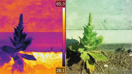 Teplotní snímek rostliny za horkého letního dne. Povrchová teplota chodníku a země přesahuje 50 °C, zatímco divizna si udržuje teplotu kolem 30 °C. (Zdroj: doc. RNDr. Jan Pokorný, CSc.)