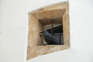 Natřenou věž radnice v Litovli hlídají před holuby atrapy havranů